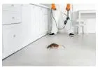Advanced Mosquitoes Control Service in Jaipur Fast Relief