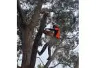 Best service for Tree Removal in Tynong