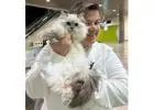 Siberian Kittens: Who Are We?