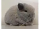 Judy Mini Lop Bunny for Sale