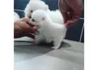 Miniature Pomeranian Puppies!
