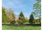 Shop Evergreen Trees Online | Evergreen Trees with Delivery, Planting & 1-Year Warranty