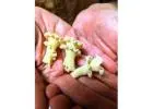 Healthy, Delicious Pasta Straight from Coachella Valley