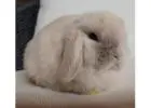 Cloud Bunnies for Sale