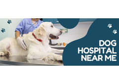 Dog Hospital Near Me  | CGS Hospital