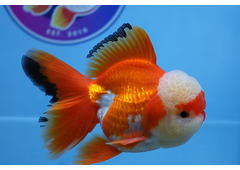 Best Fancy Goldfish in Austin
