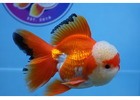 Best Fancy Goldfish in Austin