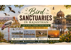 Bird Sanctuaries in Rajasthan: A Nature Lover's Guide