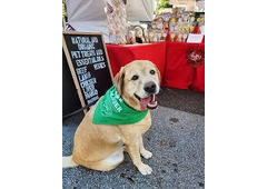 Artificial Preservative Free Dog Treats