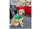 Artificial Preservative Free Dog Treats