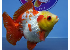Online Goldfish Store