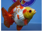 Online Goldfish Store
