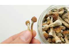 Where to Get Magic Mushrooms: Local and Online Guide