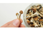 Where to Get Magic Mushrooms: Local and Online Guide