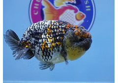 High Quality Fancy Goldfish
