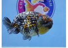 High Quality Fancy Goldfish