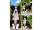 Best & Perfect Border Collie