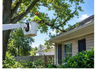 Need Tree Trimming Buffalo NY? Get Professional Help Today